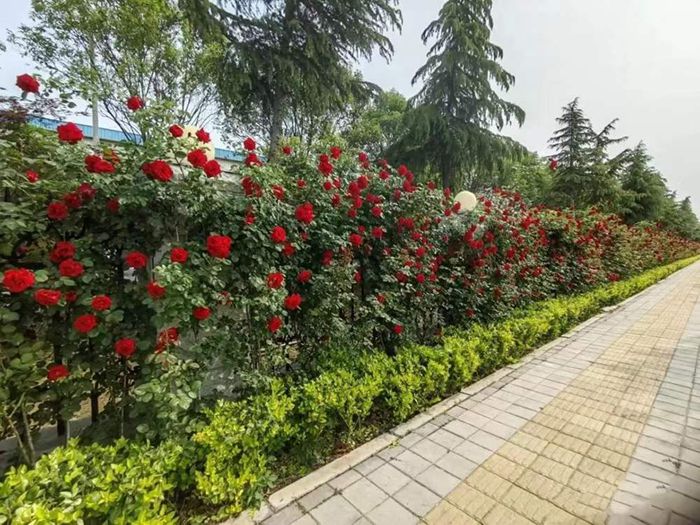 微信图片_20220505105307_副本.jpg